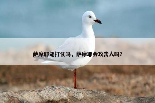 萨摩耶能打仗吗，萨摩耶会攻击人吗?