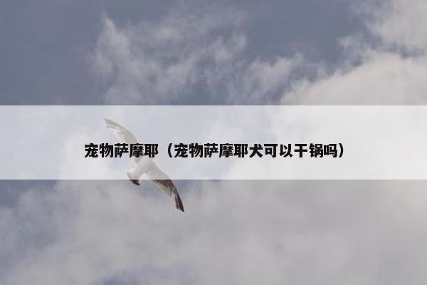 宠物萨摩耶（宠物萨摩耶犬可以干锅吗）