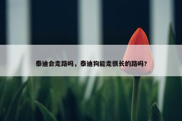 泰迪会走路吗，泰迪狗能走很长的路吗?