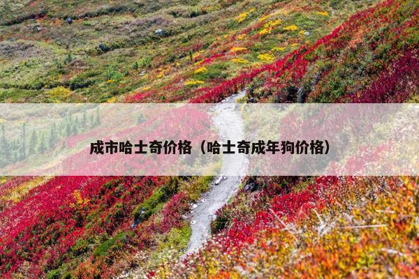 成市哈士奇价格（哈士奇成年狗价格）