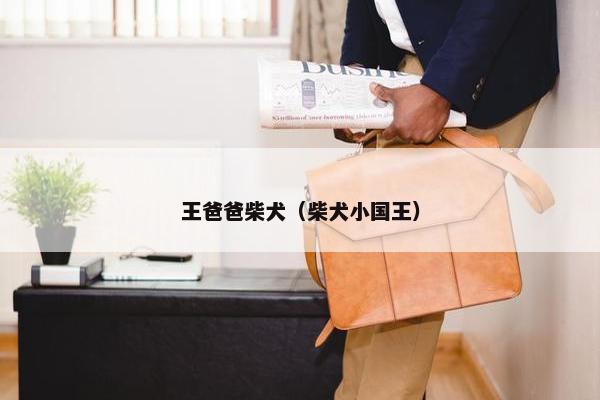 王爸爸柴犬（柴犬小国王）