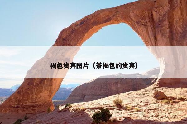 褐色贵宾图片（茶褐色的贵宾）