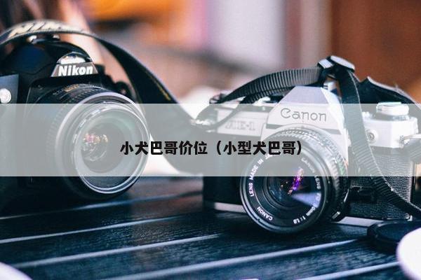 小犬巴哥价位（小型犬巴哥）