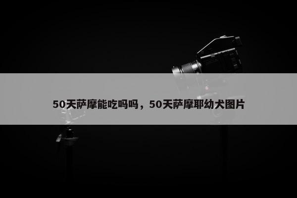 50天萨摩能吃吗吗，50天萨摩耶幼犬图片