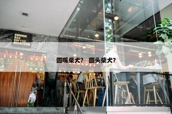 圆嘴柴犬？ 圆头柴犬？