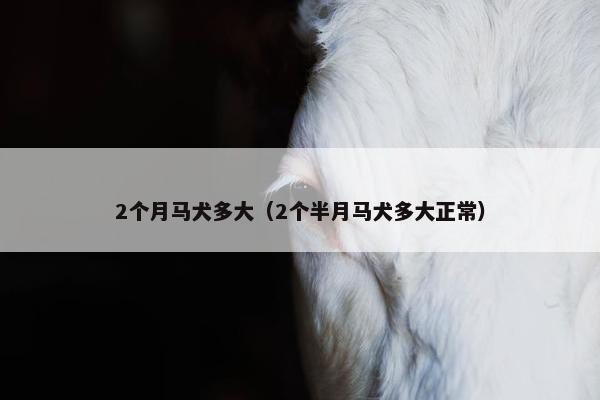 2个月马犬多大（2个半月马犬多大正常）