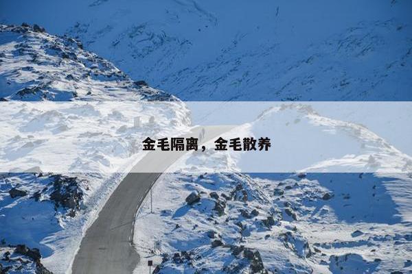 金毛隔离，金毛散养