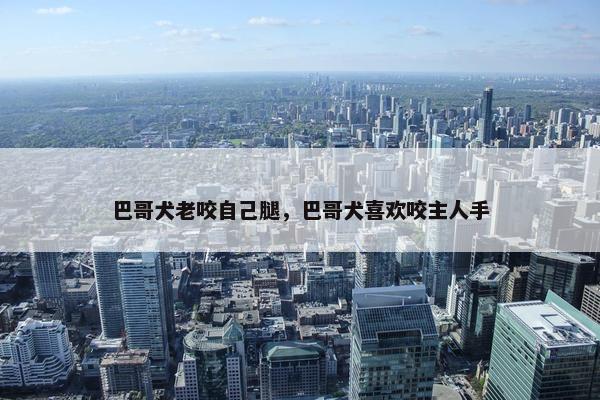 巴哥犬老咬自己腿，巴哥犬喜欢咬主人手