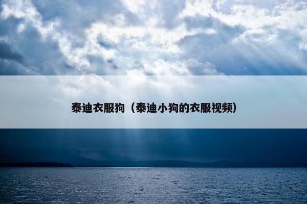 泰迪衣服狗（泰迪小狗的衣服视频）