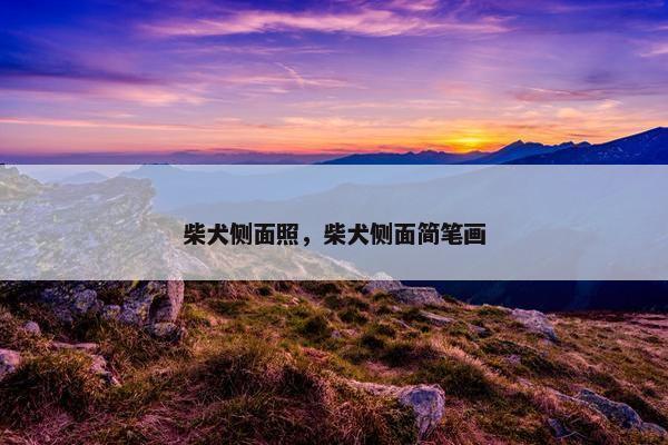 柴犬侧面照，柴犬侧面简笔画
