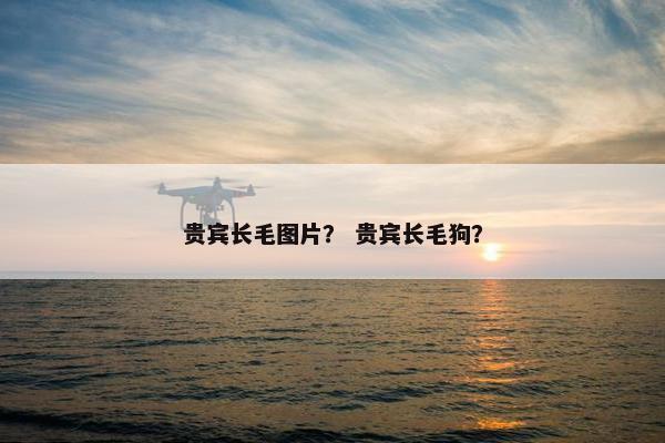 贵宾长毛图片？ 贵宾长毛狗？