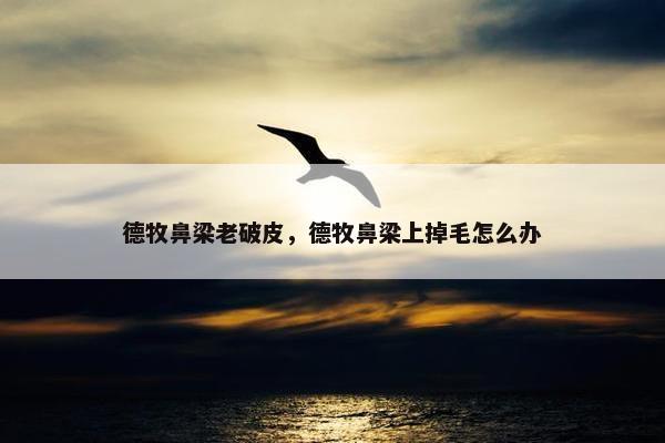 德牧鼻梁老破皮，德牧鼻梁上掉毛怎么办