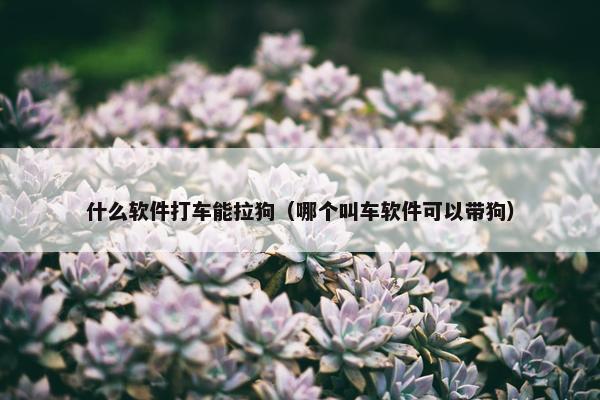什么软件打车能拉狗（哪个叫车软件可以带狗）