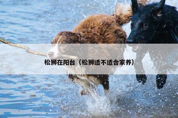 松狮在阳台（松狮适不适合家养）