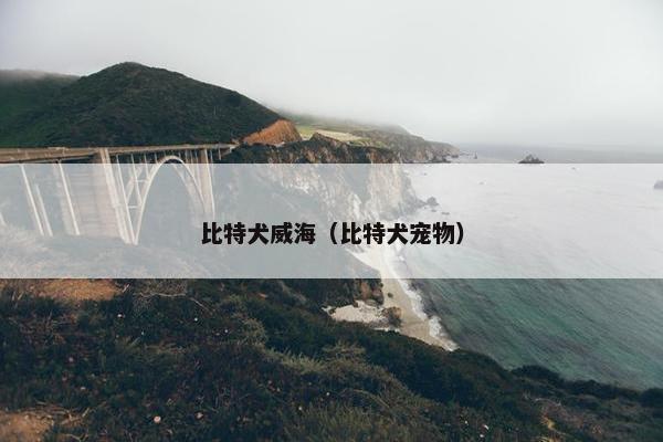 比特犬威海（比特犬宠物）