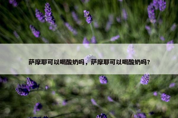 萨摩耶可以喝酸奶吗，萨摩耶可以喝酸奶吗?