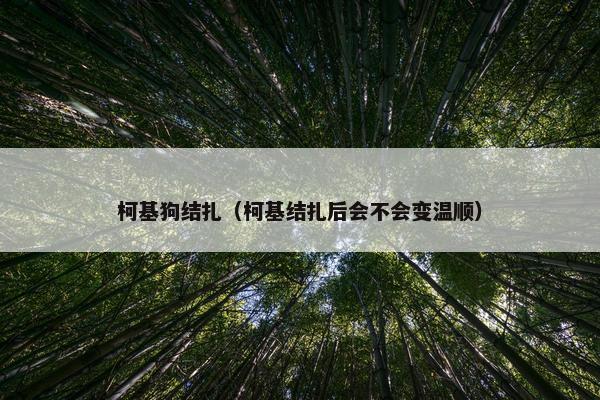 柯基狗结扎（柯基结扎后会不会变温顺）