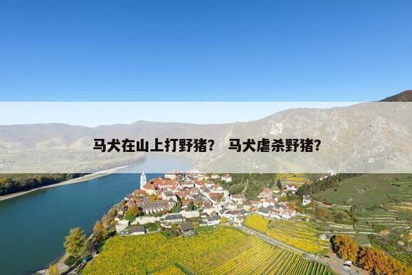 马犬在山上打野猪？ 马犬虐杀野猪？