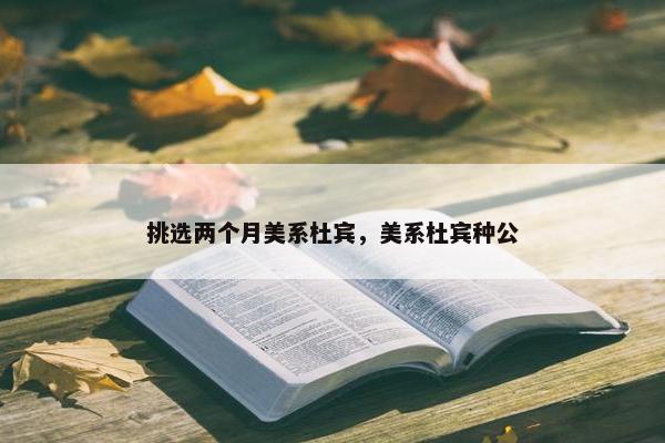 挑选两个月美系杜宾，美系杜宾种公