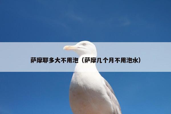 萨摩耶多大不用泡（萨摩几个月不用泡水）
