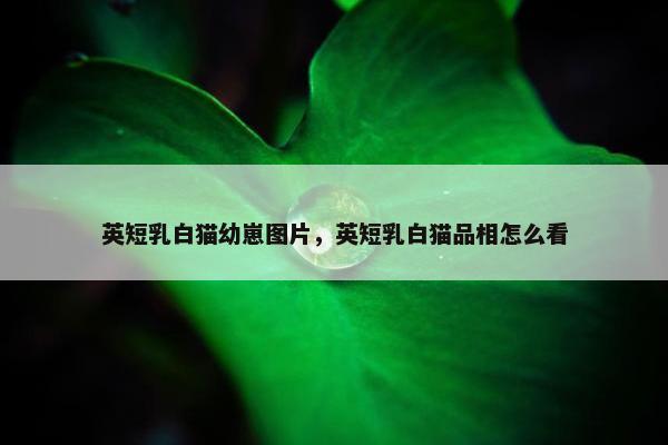 英短乳白猫幼崽图片，英短乳白猫品相怎么看