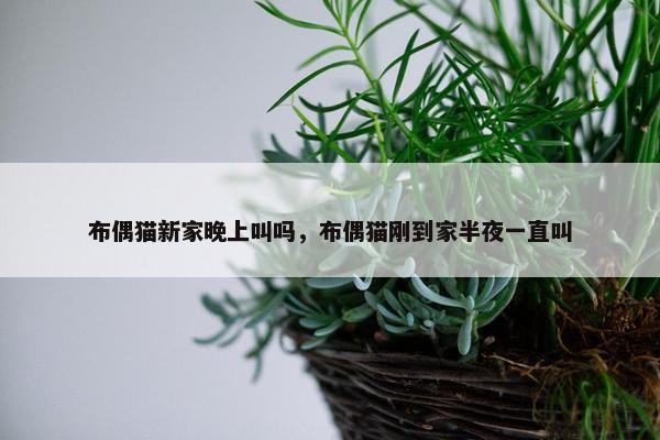 布偶猫新家晚上叫吗，布偶猫刚到家半夜一直叫