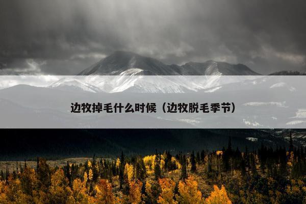 边牧掉毛什么时候（边牧脱毛季节）