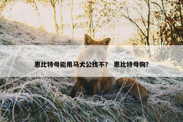 惠比特母能用马犬公找不？ 惠比特母狗？