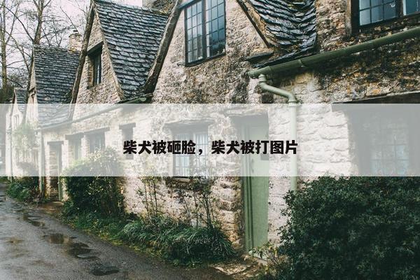 柴犬被砸脸，柴犬被打图片