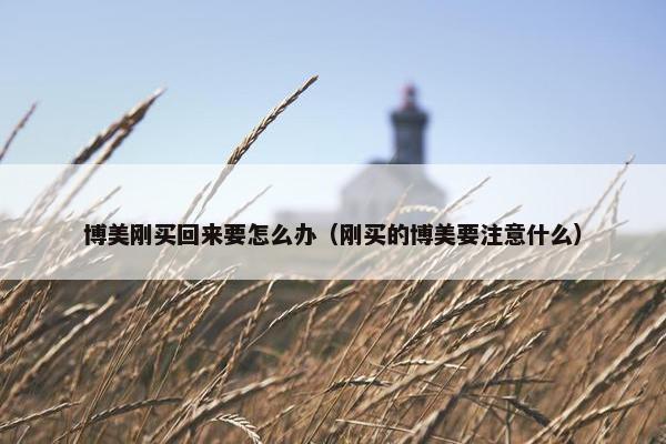 博美刚买回来要怎么办（刚买的博美要注意什么）