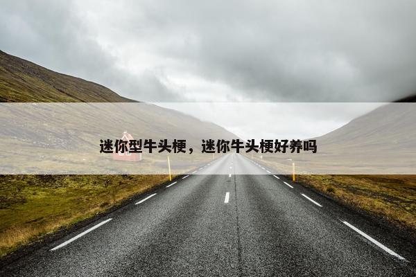 迷你型牛头梗，迷你牛头梗好养吗