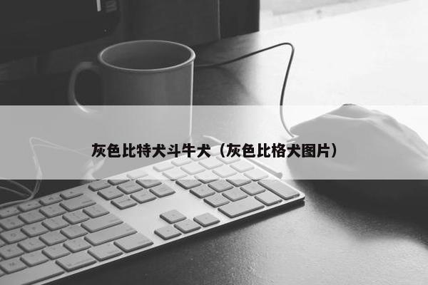 灰色比特犬斗牛犬（灰色比格犬图片）