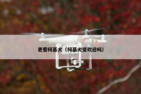 更爱柯基犬（柯基犬受欢迎吗）