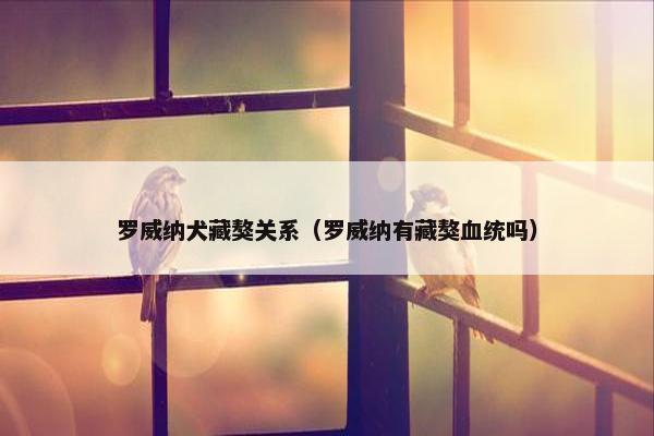 罗威纳犬藏獒关系（罗威纳有藏獒血统吗）