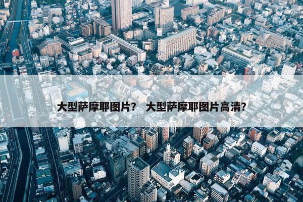 大型萨摩耶图片？ 大型萨摩耶图片高清？