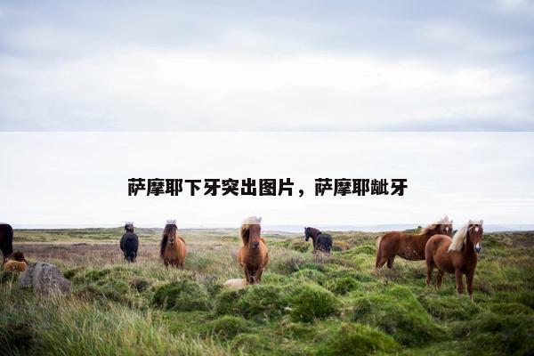 萨摩耶下牙突出图片，萨摩耶龇牙