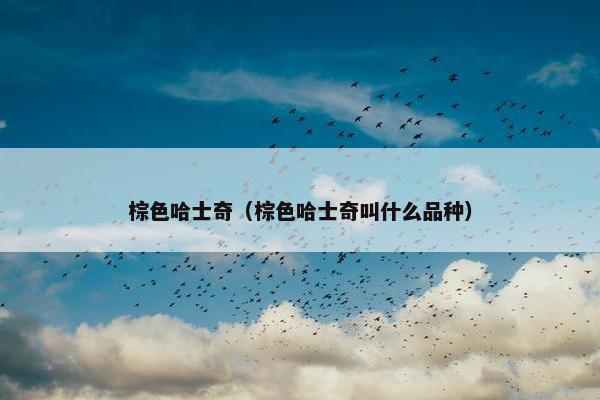 棕色哈士奇（棕色哈士奇叫什么品种）