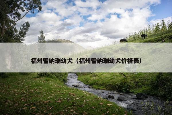 福州雪纳瑞幼犬（福州雪纳瑞幼犬价格表）