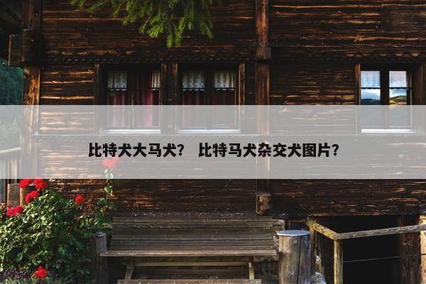 比特犬大马犬？ 比特马犬杂交犬图片？