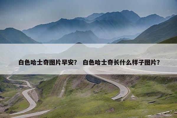 白色哈士奇图片早安？ 白色哈士奇长什么样子图片？