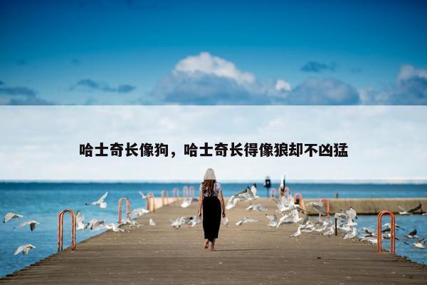 哈士奇长像狗，哈士奇长得像狼却不凶猛