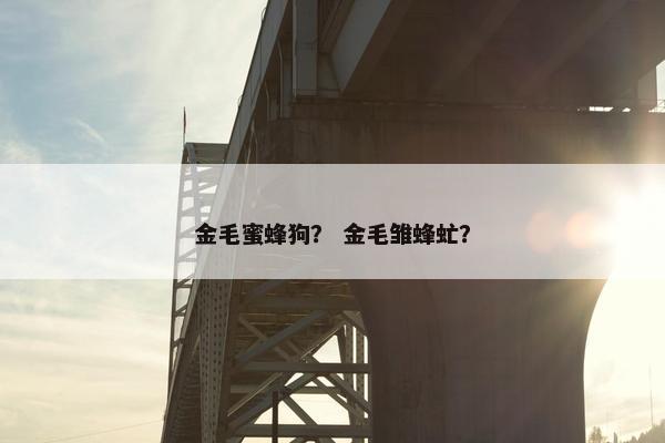 金毛蜜蜂狗？ 金毛雏蜂虻？