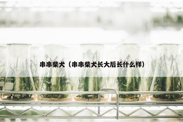 串串柴犬（串串柴犬长大后长什么样）