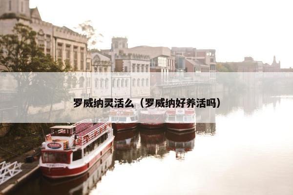 罗威纳灵活么（罗威纳好养活吗）