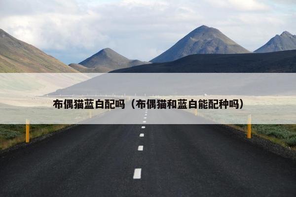 布偶猫蓝白配吗（布偶猫和蓝白能配种吗）