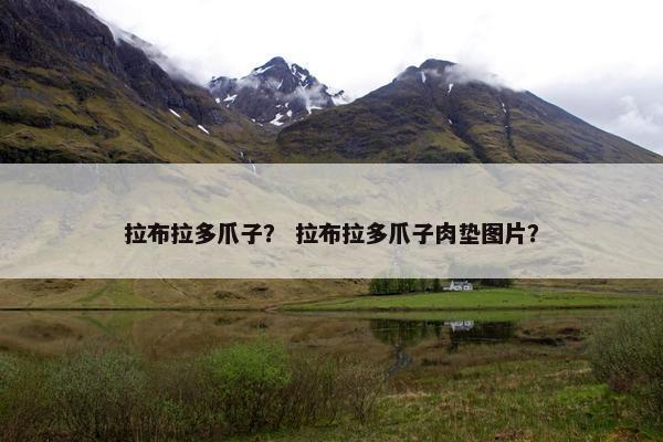 拉布拉多爪子？ 拉布拉多爪子肉垫图片？