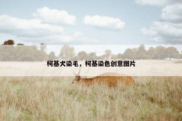 柯基犬染毛，柯基染色创意图片