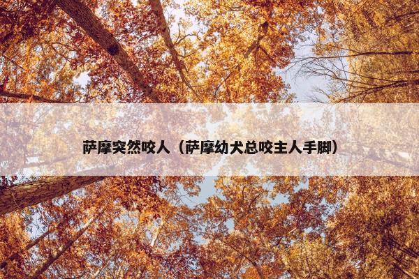 萨摩突然咬人（萨摩幼犬总咬主人手脚）