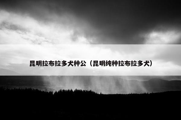 昆明拉布拉多犬种公（昆明纯种拉布拉多犬）