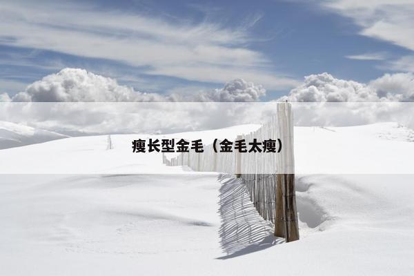 瘦长型金毛（金毛太瘦）